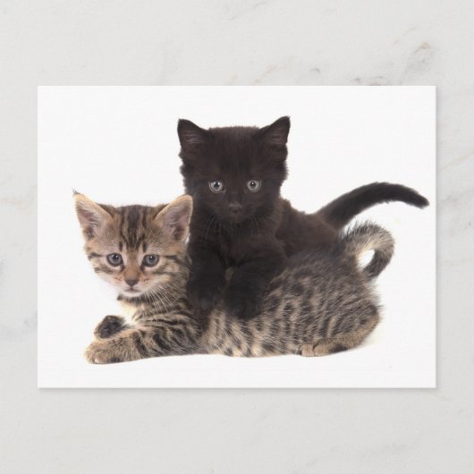 tabby kitten black kitten briefkaart (Voorkant)
