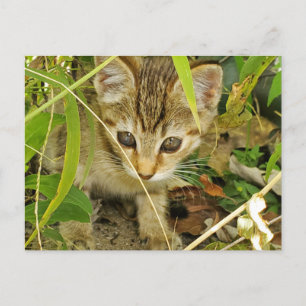 Tabby kitten briefkaart