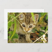 Tabby kitten briefkaart (Voorkant / Achterkant)