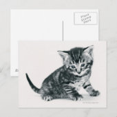 Tabby Kitten Briefkaart (Voorkant / Achterkant)