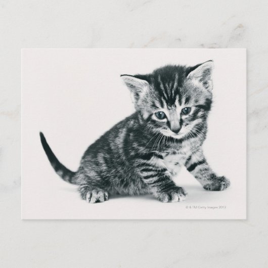 Tabby Kitten Briefkaart (Voorkant)