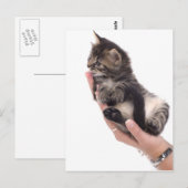 tabby kitten die likt briefkaart (Voorkant / Achterkant)