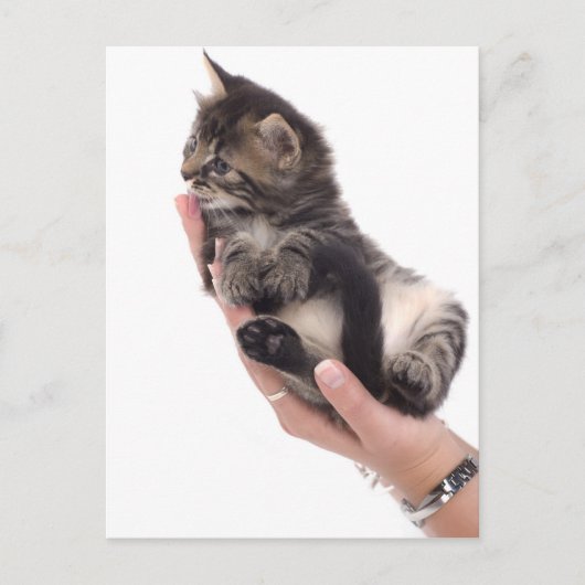 tabby kitten die likt briefkaart (Voorkant)