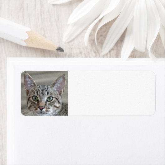 Tabby kitten etiket (Insitu)