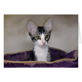 Tabby Kitten in een Paars bed