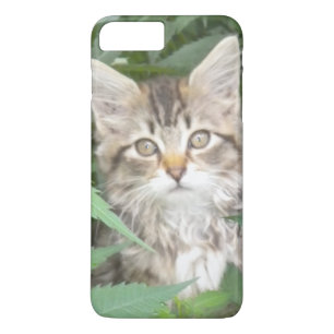 Tabby Kitten iPhone 7 plus hoesje