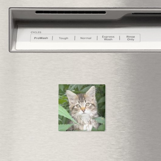 Tabby Kitten Magneet (Insitu (Vaatwasser))
