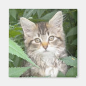 Tabby Kitten Magneet (Voorkant)