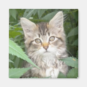 Tabby Kitten Magneet