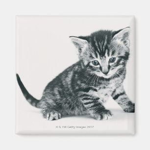Tabby Kitten Magneet