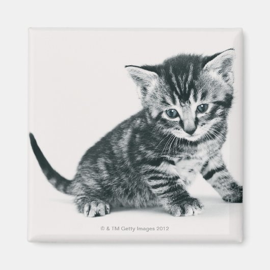 Tabby Kitten Magneet (Voorkant)