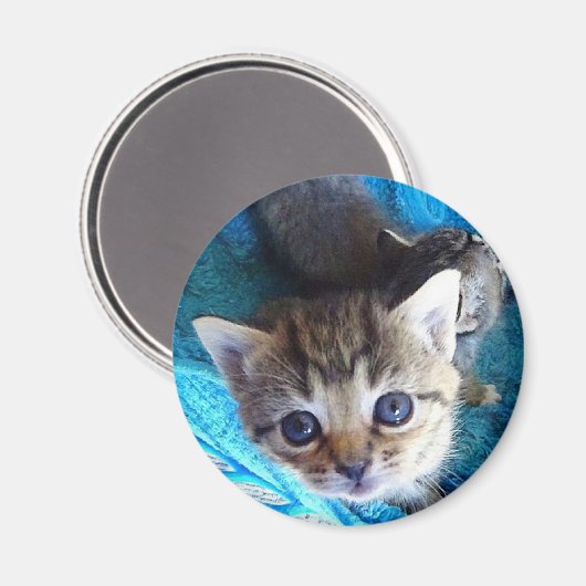 Tabby Kitten Magneet (Voorkant / Achterkant)