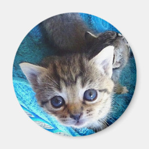 Tabby Kitten Magneet