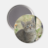 Tabby kitten magneet (Voorkant / Achterkant)