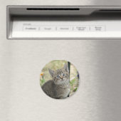 Tabby kitten magneet (Insitu (Vaatwasser))