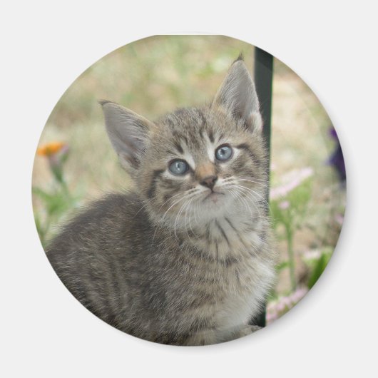 Tabby kitten magneet (Voorkant)