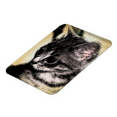 Tabby Kitten Magneet (Linkerzijde)