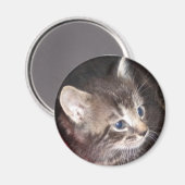 Tabby Kitten magnet (Voorkant / Achterkant)