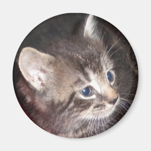 Tabby Kitten magnet (Voorkant)