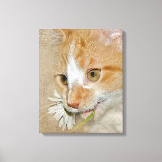 Tabby kitten met madeliefje canvas afdruk (Voorkant)
