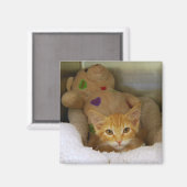 Tabby Kitten met Teddy Bear Magnet (Voorkant / Achterkant)