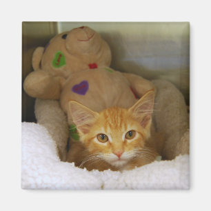 Tabby Kitten met Teddy Bear Magnet