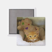 Tabby Kitten met Teddy Bear Magnet (Voorkant / Achterkant)