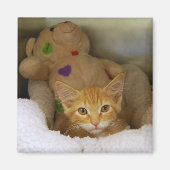 Tabby Kitten met Teddy Bear Magnet (Voorkant)