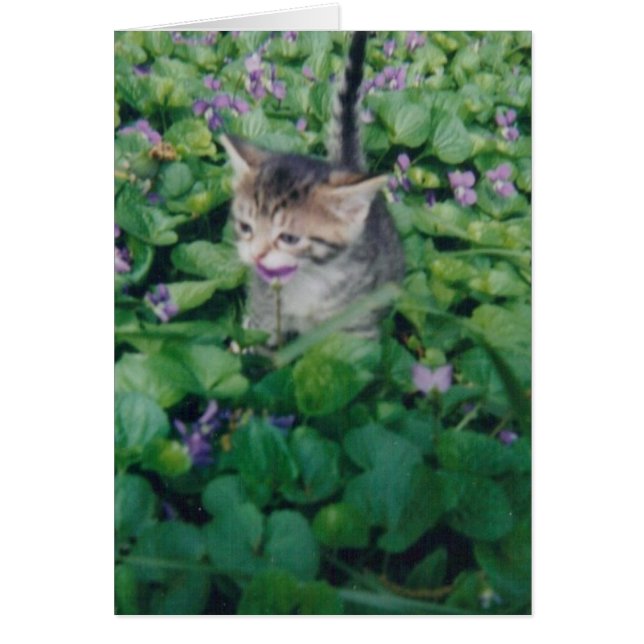 Tabby Kitten met Violet Smile (Voorkant)