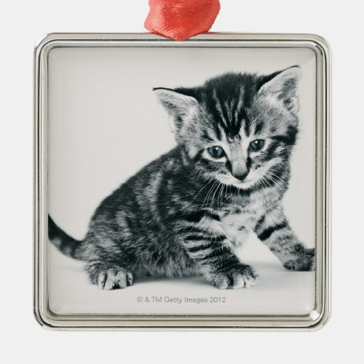 Tabby Kitten Metalen Ornament (Voorkant)