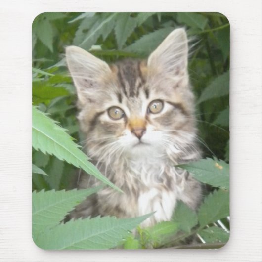 Tabby Kitten Muismat (Voorkant)