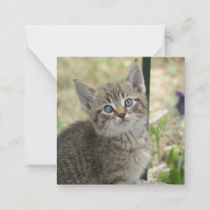 Tabby kitten notitiekaartje
