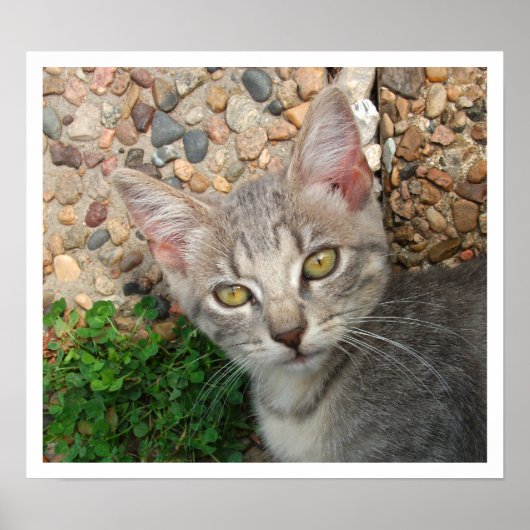 Tabby Kitten op Stone Walk Poster (Voorkant)