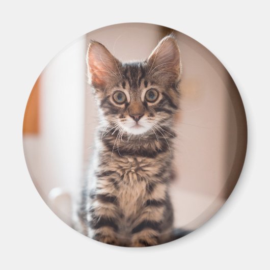 Tabby Kitten op tafel Magneet (Voorkant)