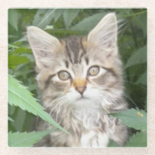 Tabby Kitten Sandstone Onderzetter