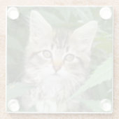 Tabby Kitten Sandstone Onderzetter (Achterkant)