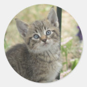 Tabby kitten stickers (Voorkant)
