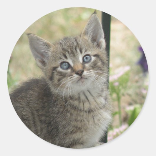 Tabby kitten stickers (Voorkant)