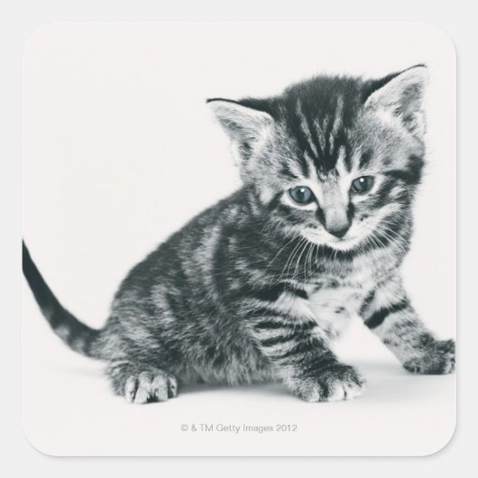 Tabby Kitten Vierkante Sticker (Voorkant)