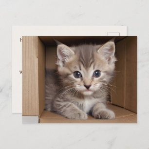Tabby kitten voor huisdier examen briefkaart
