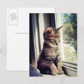 Tabby Kitten Watching Briefkaart (Voorkant / Achterkant)
