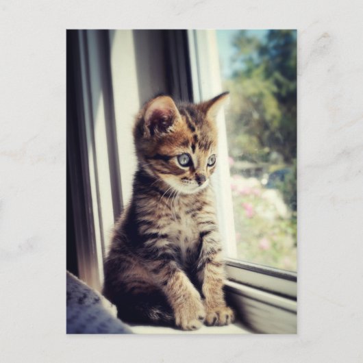 Tabby Kitten Watching Briefkaart (Voorkant)