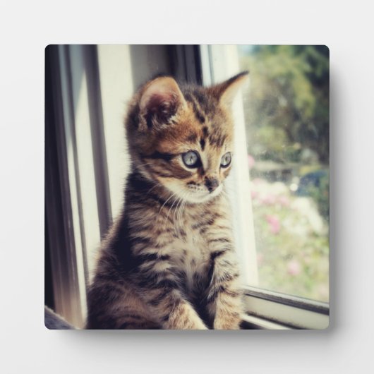 Tabby Kitten Watching Fotoplaat (Voorkant)