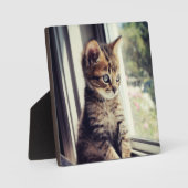 Tabby Kitten Watching Fotoplaat (Voorkant)
