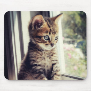 Tabby Kitten Watching Muismat
