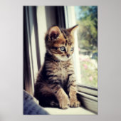 Tabby Kitten Watching Poster (Voorkant)
