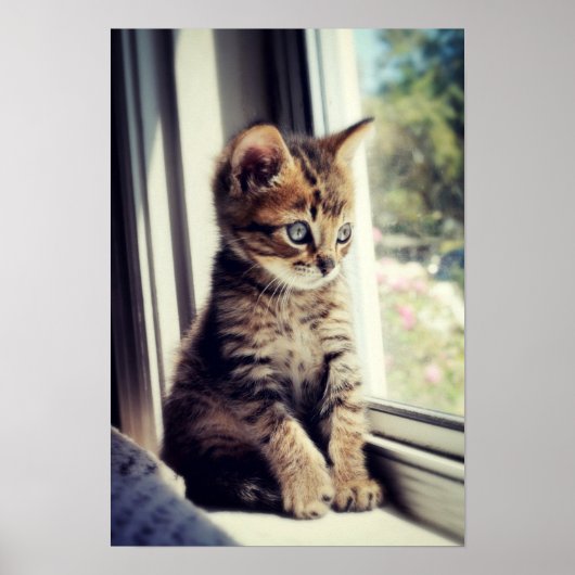 Tabby Kitten Watching Poster (Voorkant)