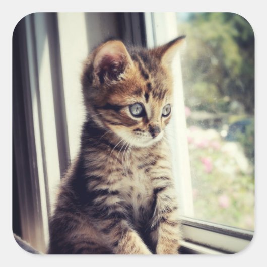Tabby Kitten Watching Vierkante Sticker (Voorkant)