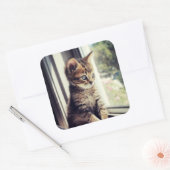 Tabby Kitten Watching Vierkante Sticker (Envelop)