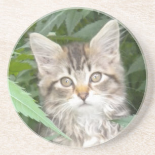 Tabby Kitten Zandsteen Onderzetter